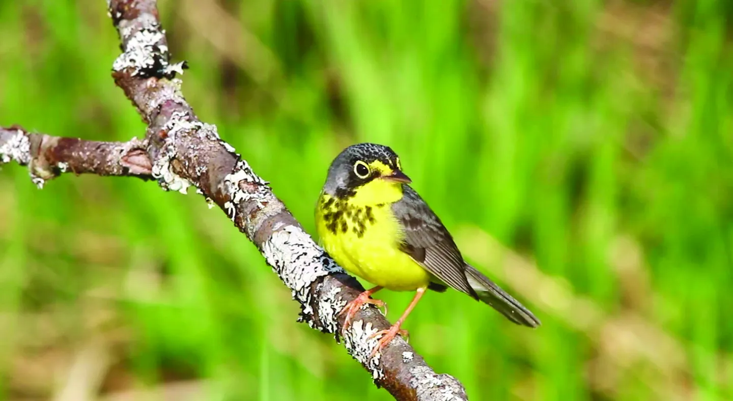 Increased Songbird Diversity 