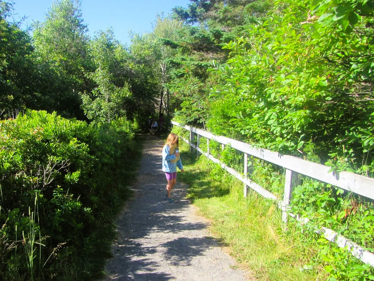 Forest Trail 