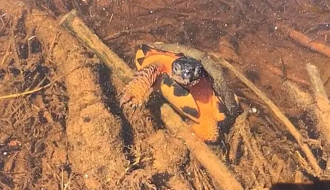 Une tortue des bois qui vient dire bonjour 