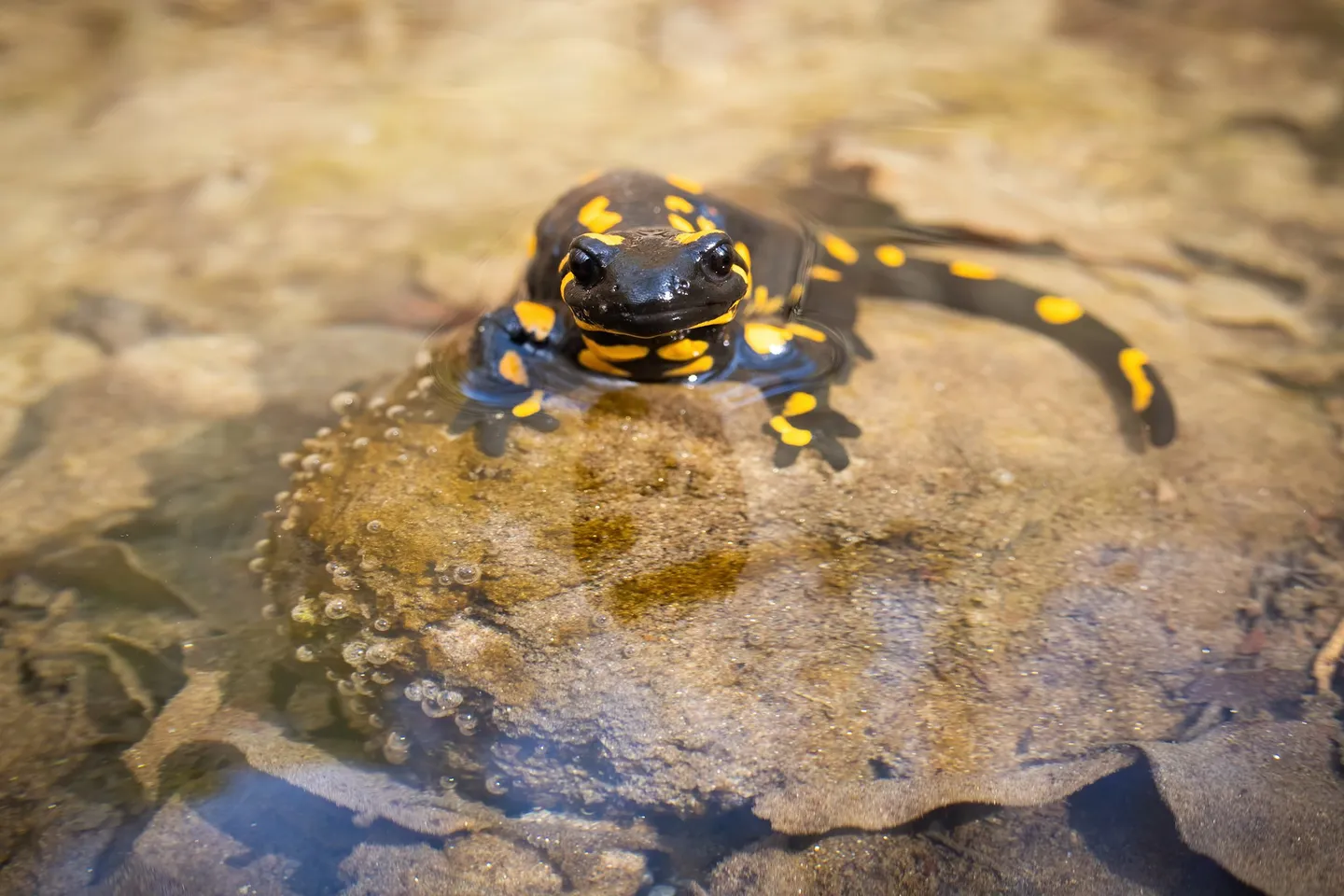 Caché sous le couvert forestier : Habitat de la salamandre maculée (Nouvelle-Écosse)