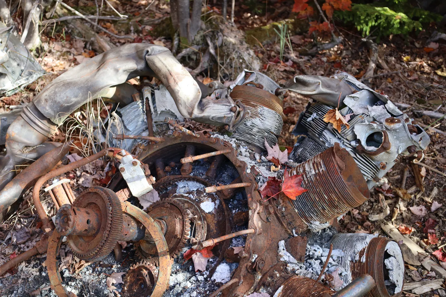 Un hommage au cœur de la forêt : le site de l’écrasement d’un Avenger (Nouveau-Brunswick)