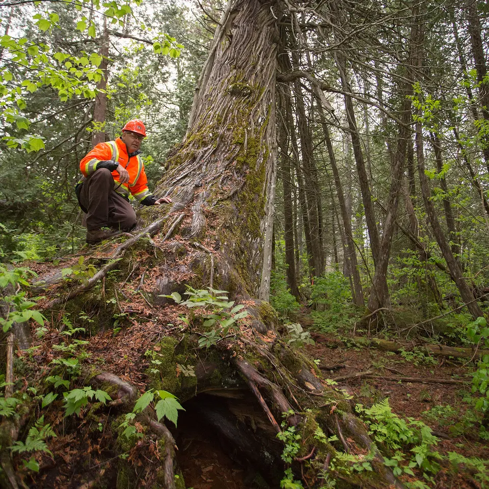 Forests are long term - 5.jpg