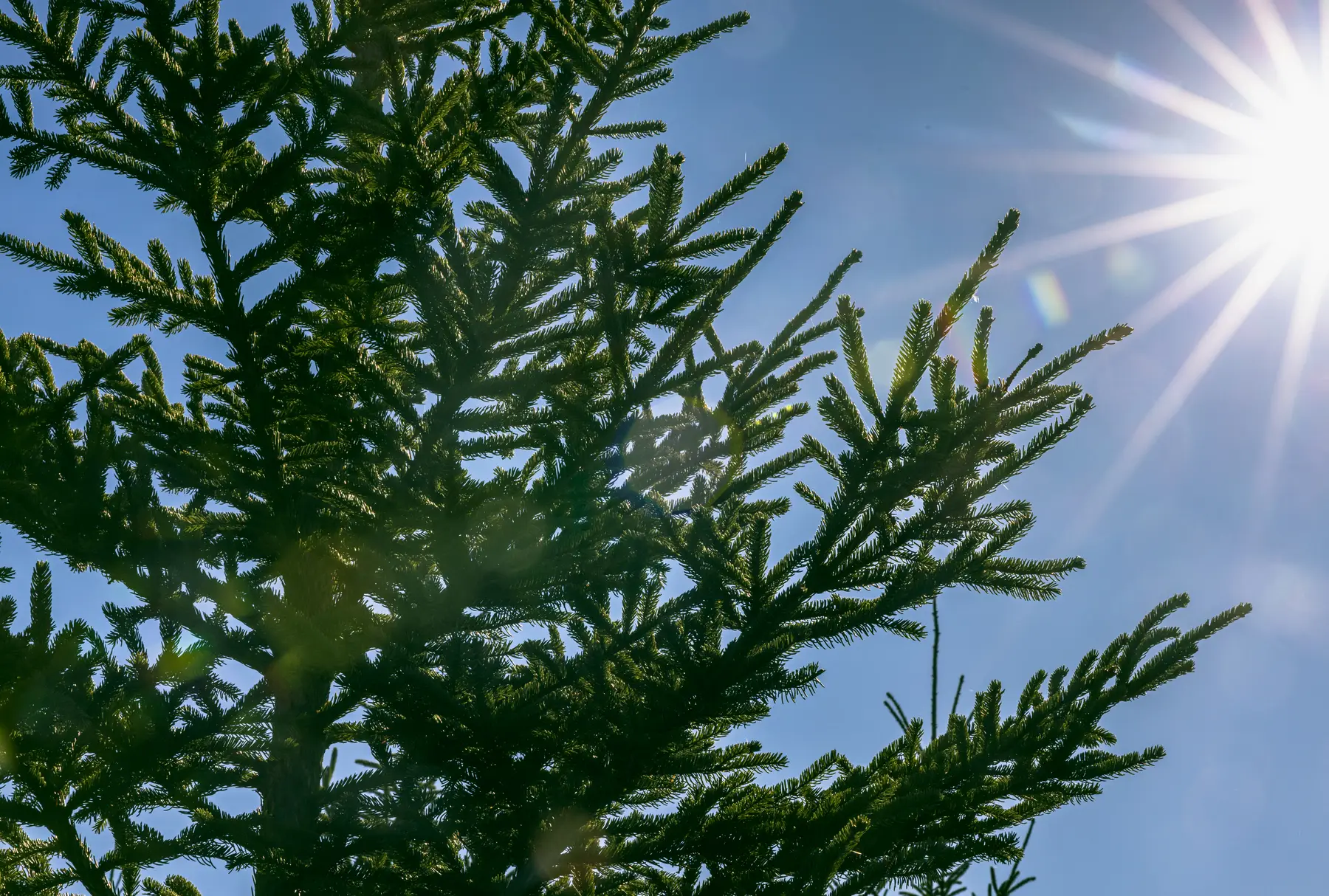 Carbon & Climate