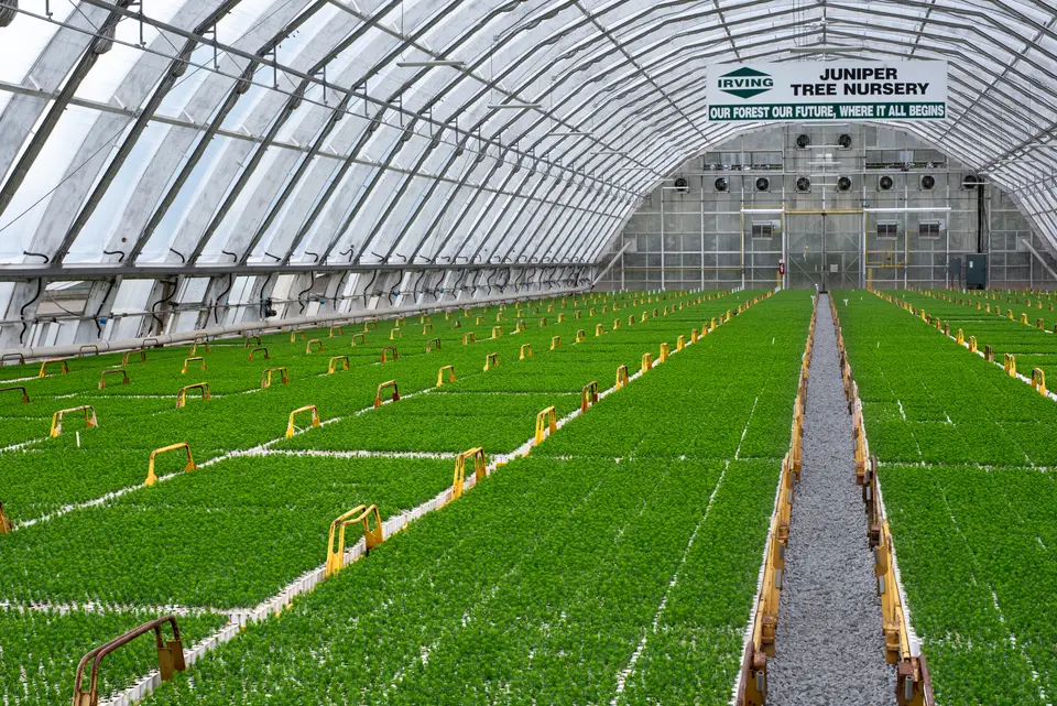 Juniper nursery.jpg