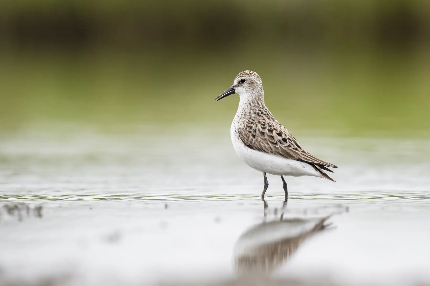 Protecting Shorebirds