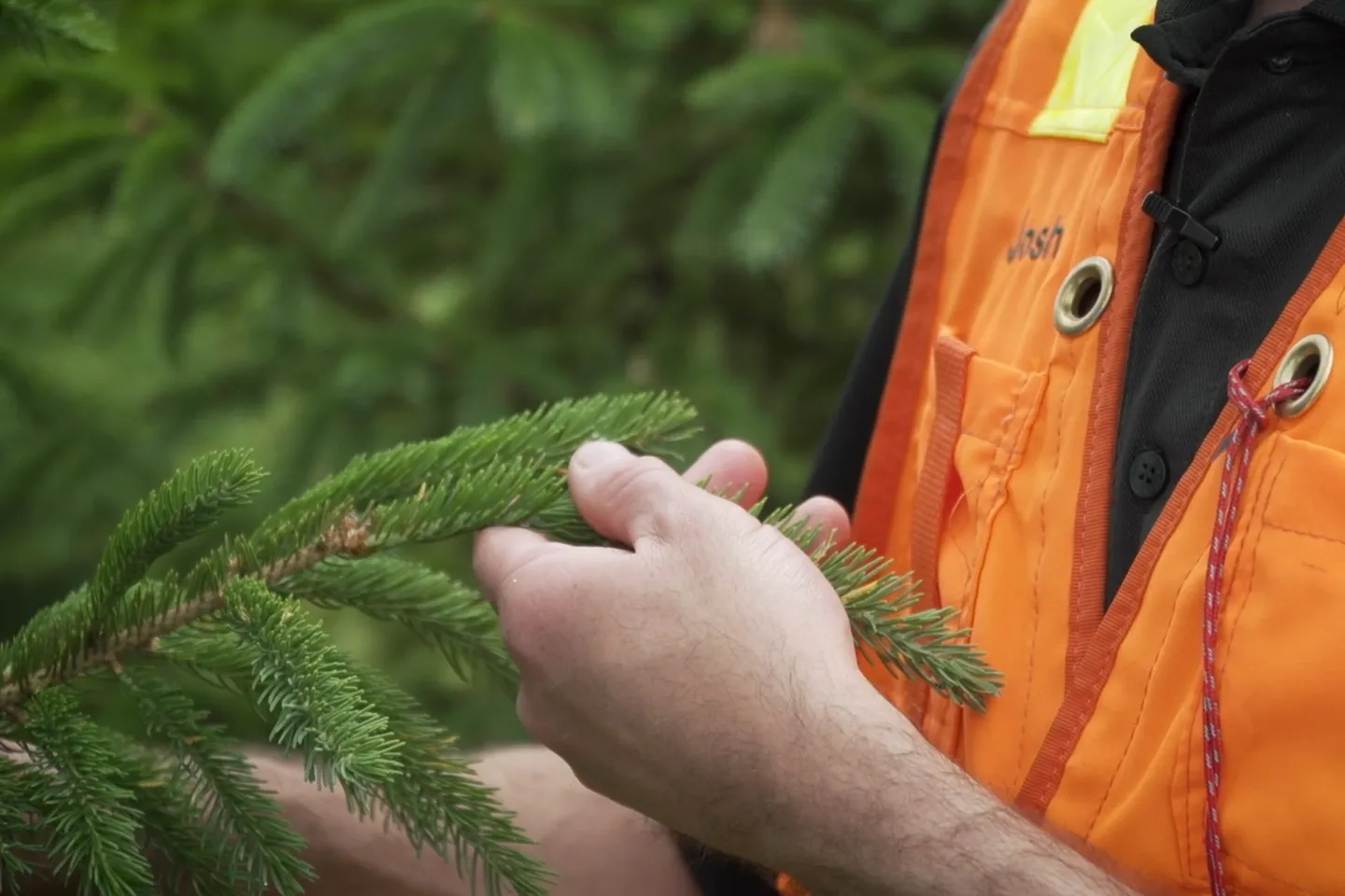 Tending the Forest