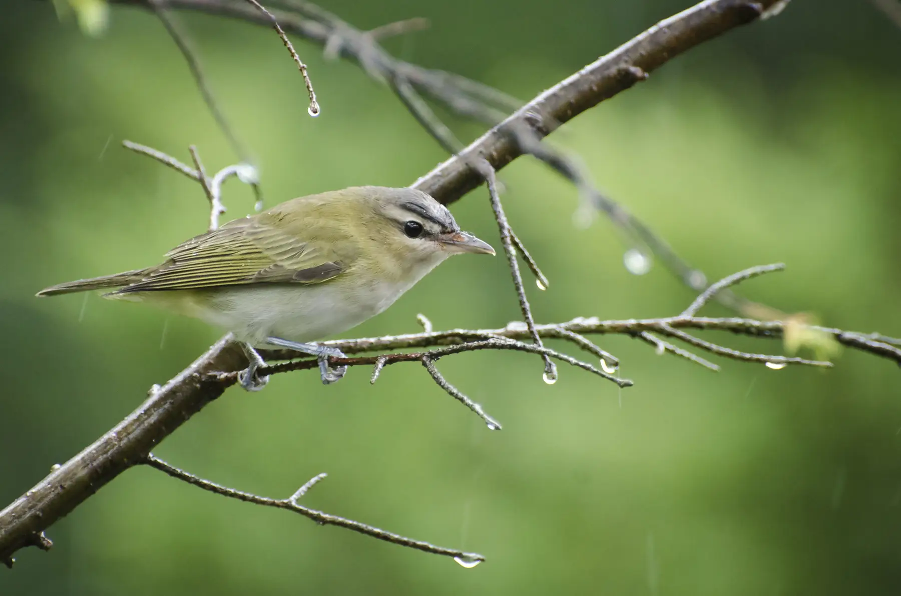 Bird Populations Rising
