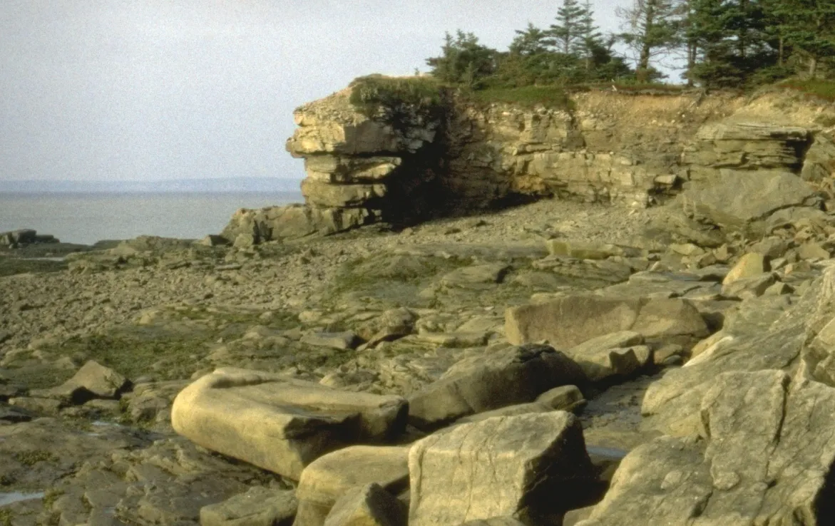 Une fenêtre sur un monde ancien : les falaises de la région de Joggins (Nouvelle-Écosse)