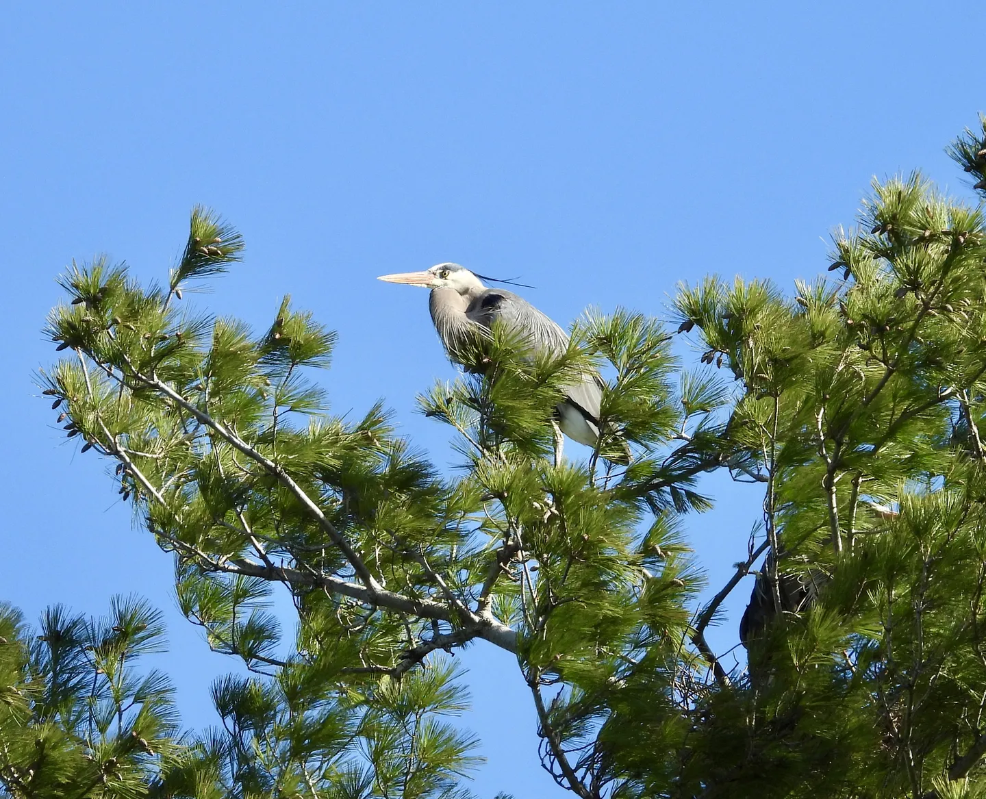 A Nesting Refuge in the Canopy: Great Blue Heron Colony (New Brunswick)