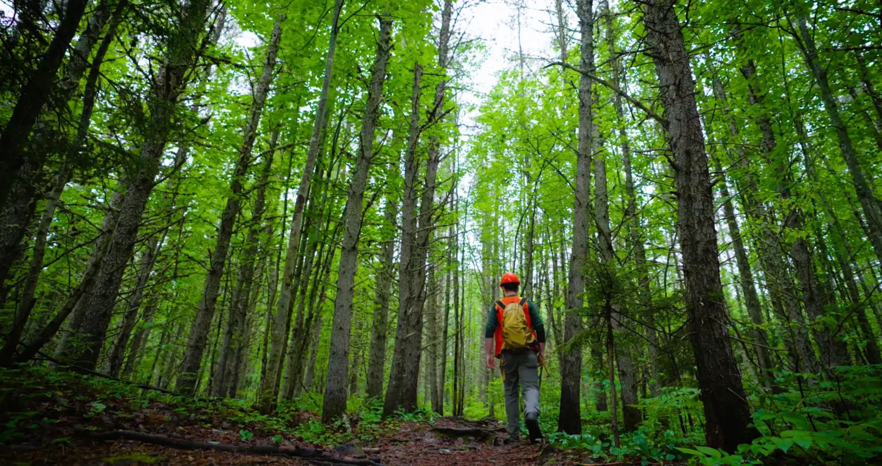 Healthy Forests