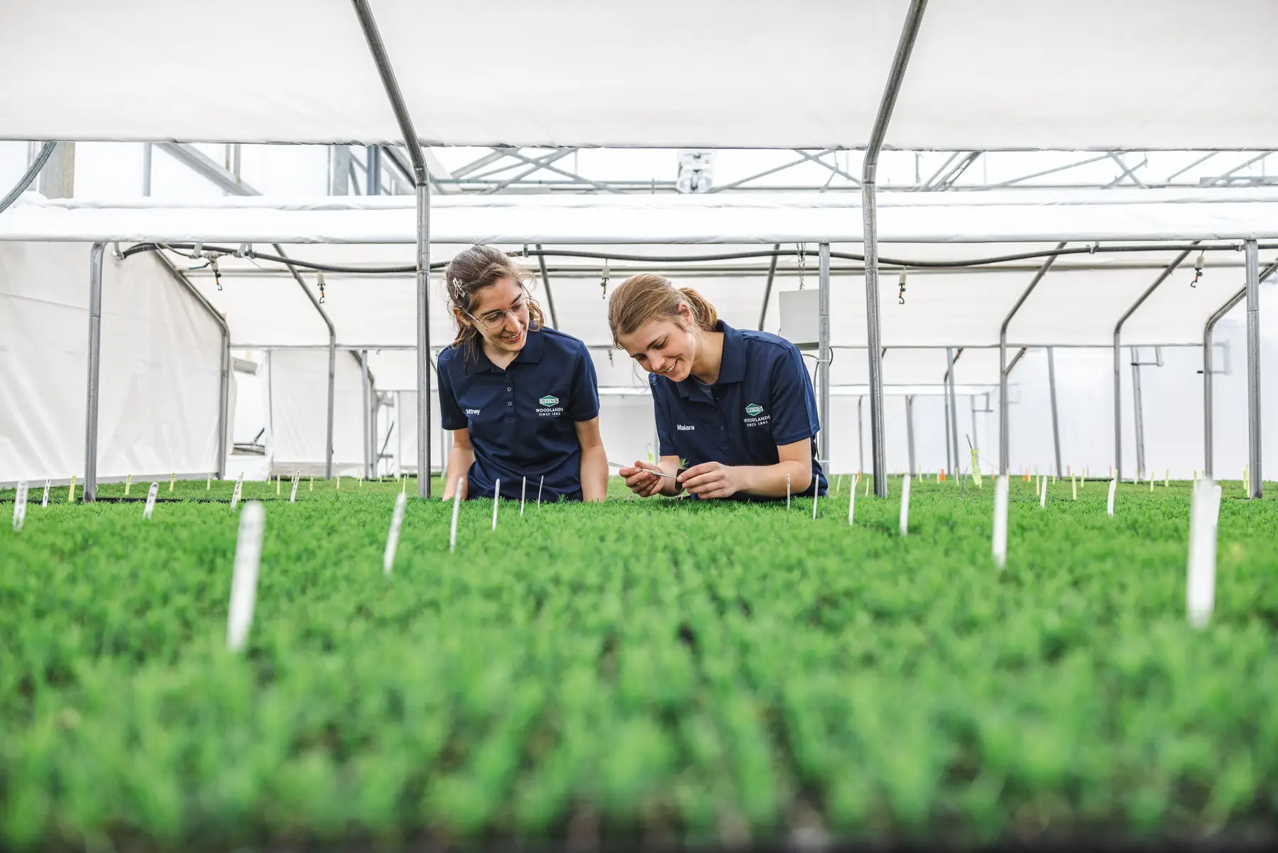 Sussex Tree Nursery