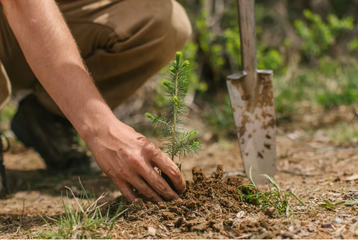 Planting 6 Species 