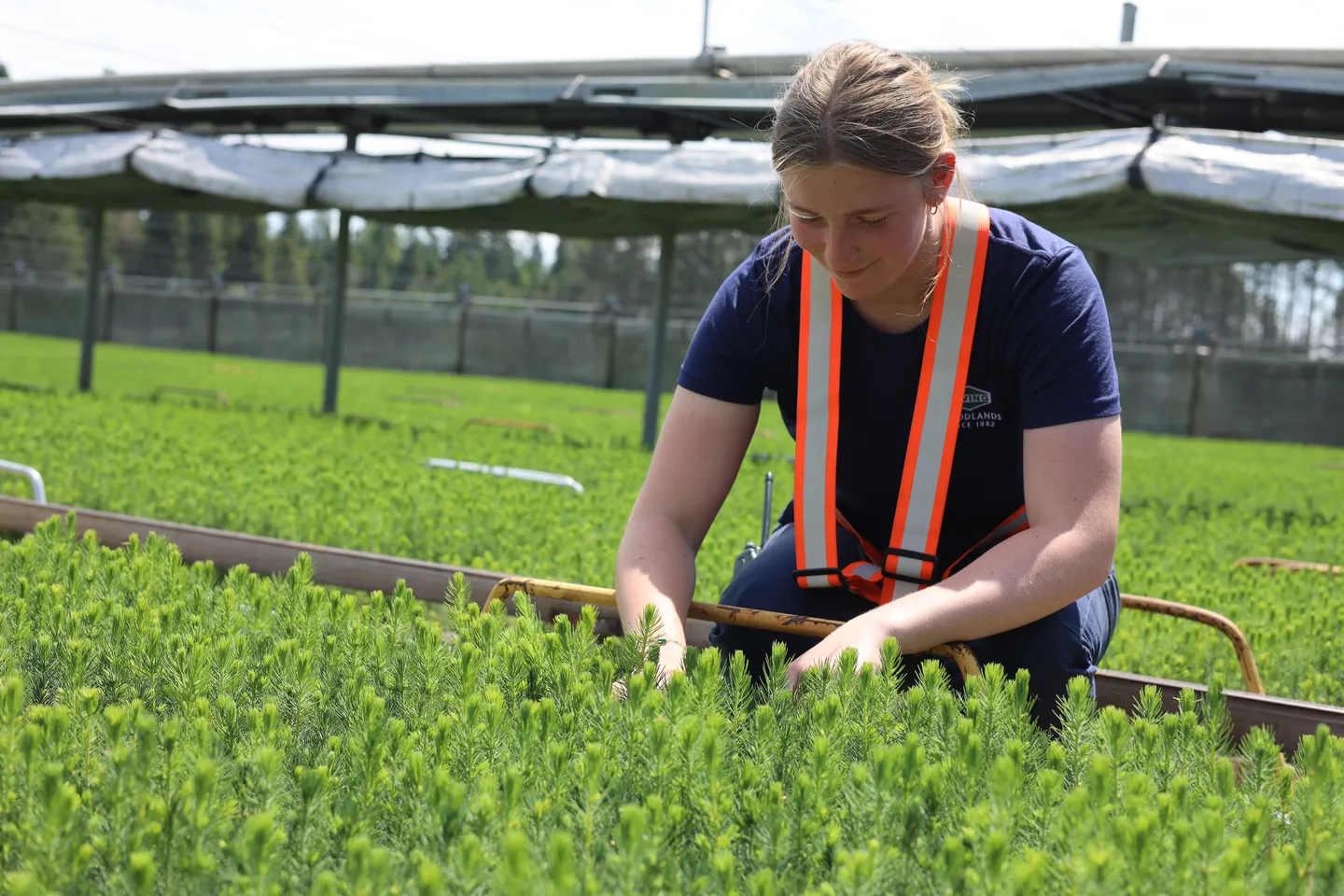Juniper Tree Nursery