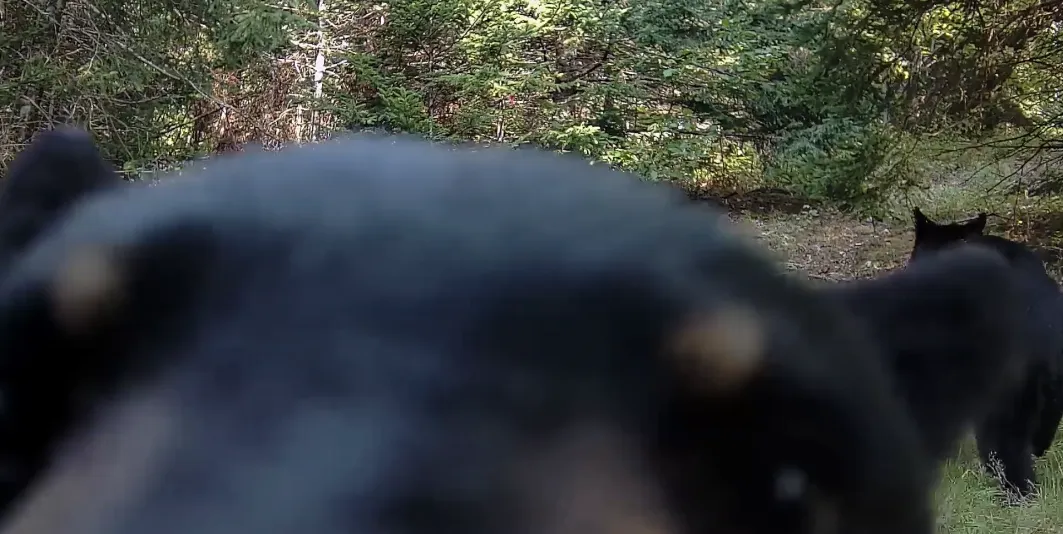 Des ours noir de près 