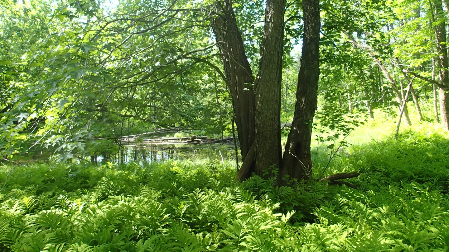 A River Valley Ecosystem: St. Francis River Floodplain (Maine)