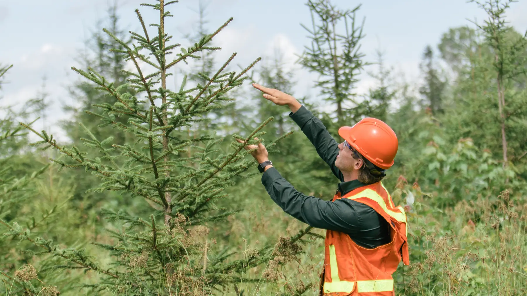 Forest Management