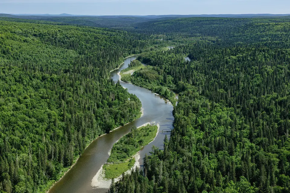 mixed forest.jpg