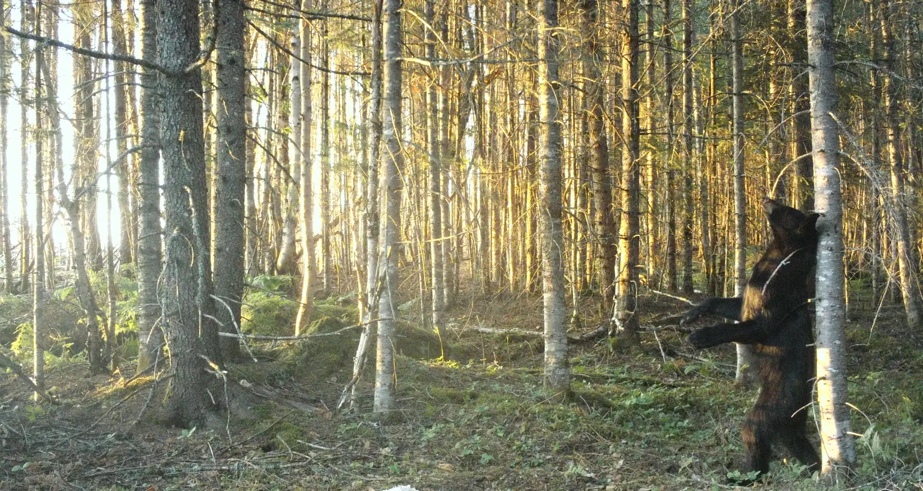 Trail Cams & Bird Monitors 