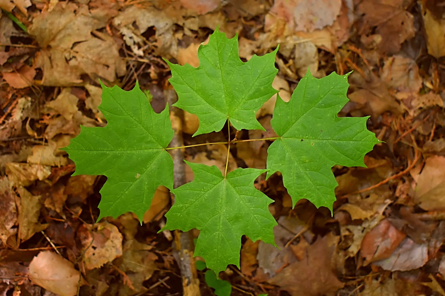 100% Natural Regeneration 