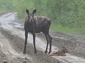 Les premiers pas d’un bébé orignal