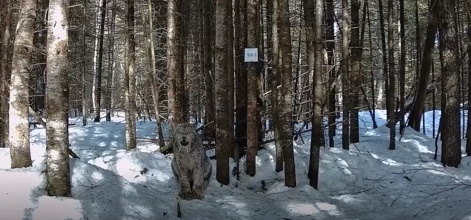 Quand un lynx s’exprime, on écoute 