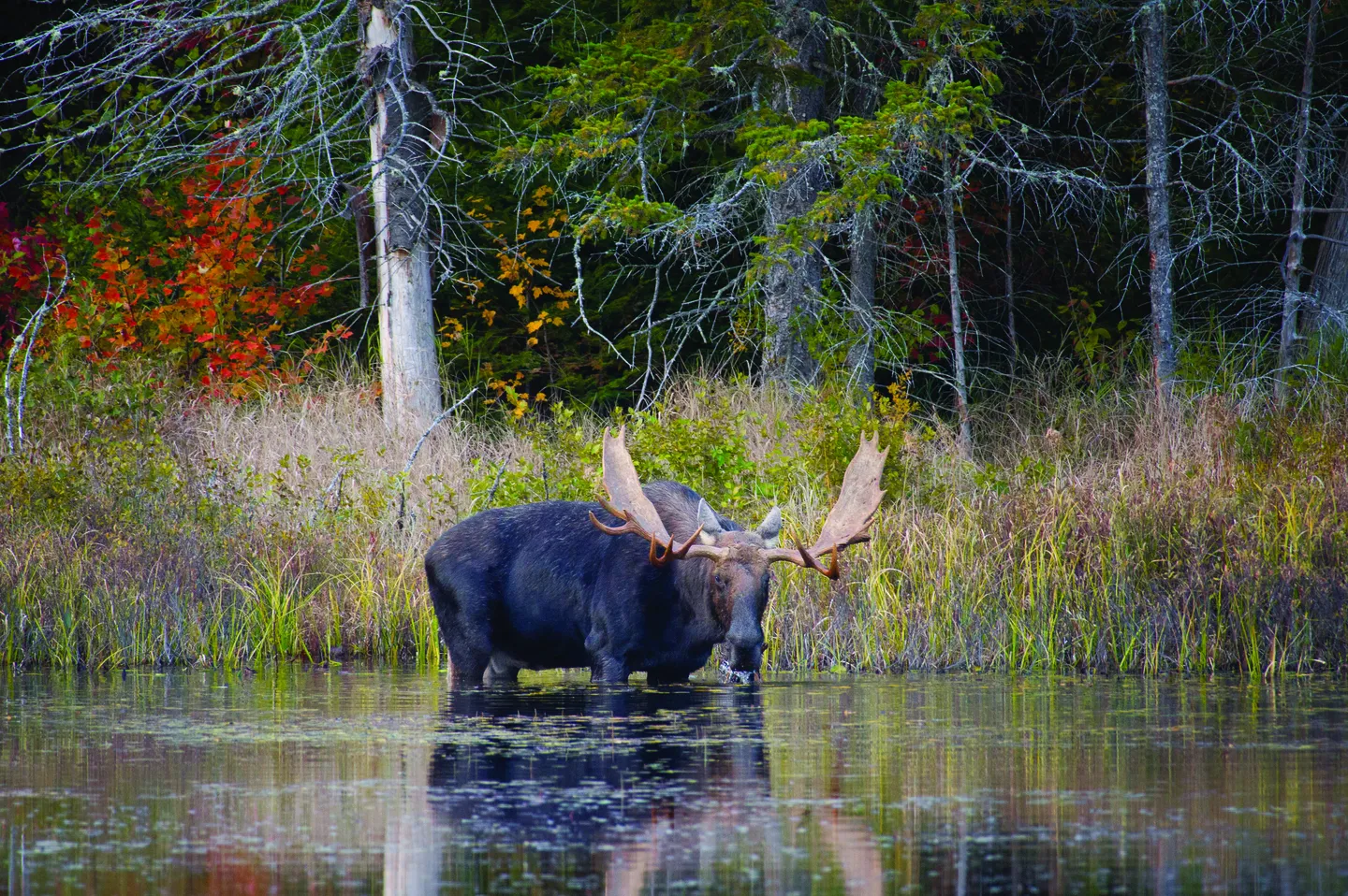 Where Moose Return Each Year: McCormack Lake Moose Area (Nova Scotia)