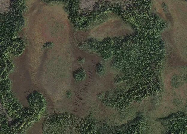 A Northern Wetland Rarity: Orchard Bog Patterned Fen (Maine)