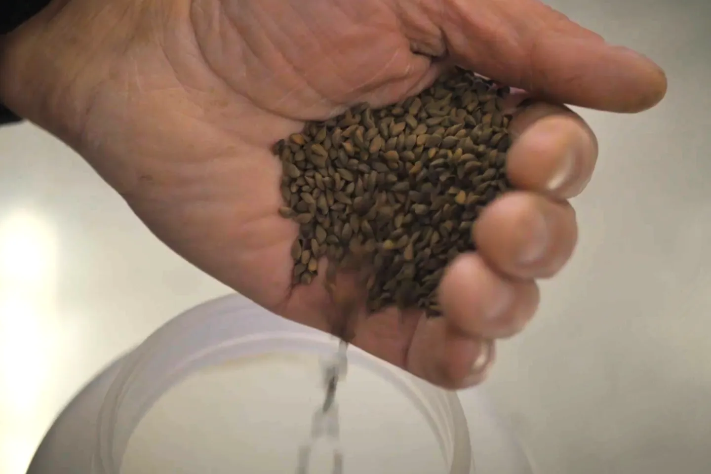 Local Seeds 
