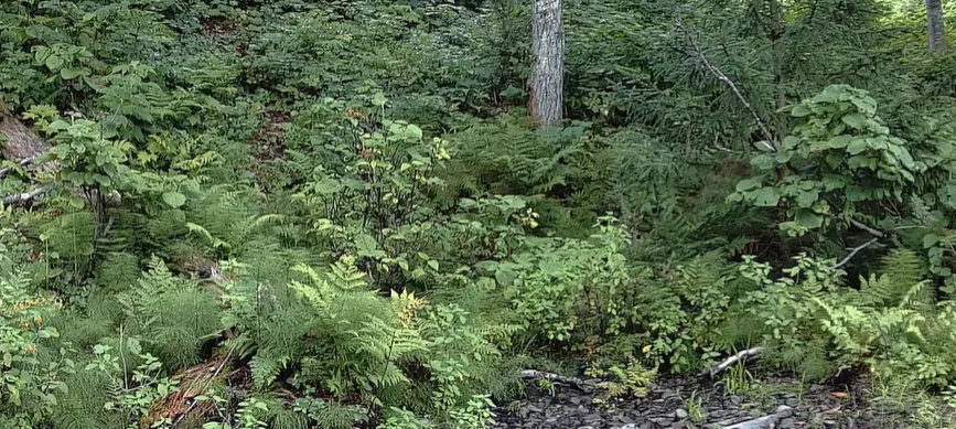 Petit et furtif : le lynx 