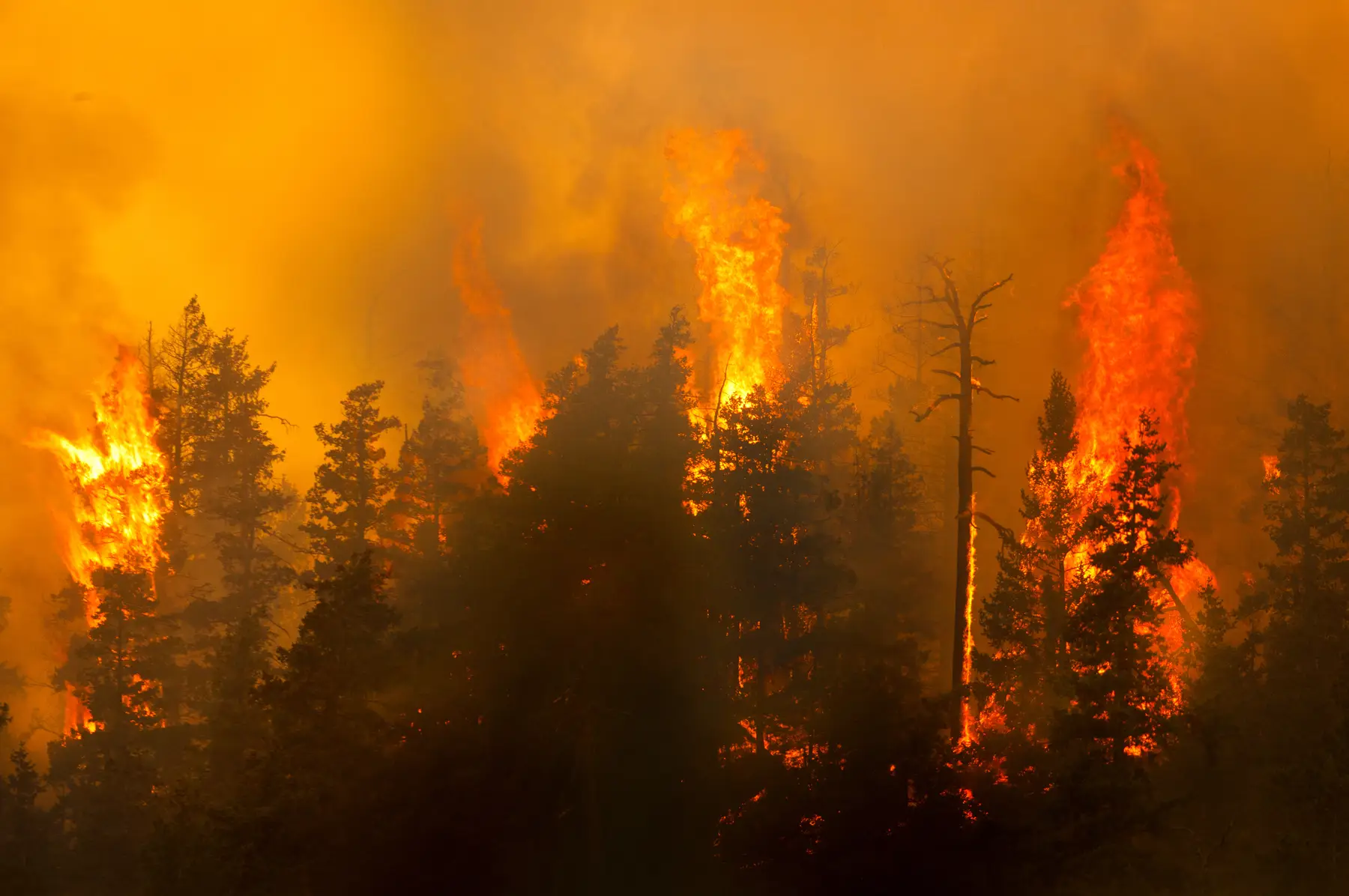 Wildfire Safety