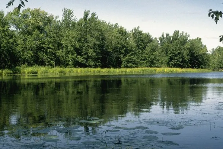 A Forest Shaped by Floodwaters: Portobello Creek Floodplain Forest (New Brunswick)