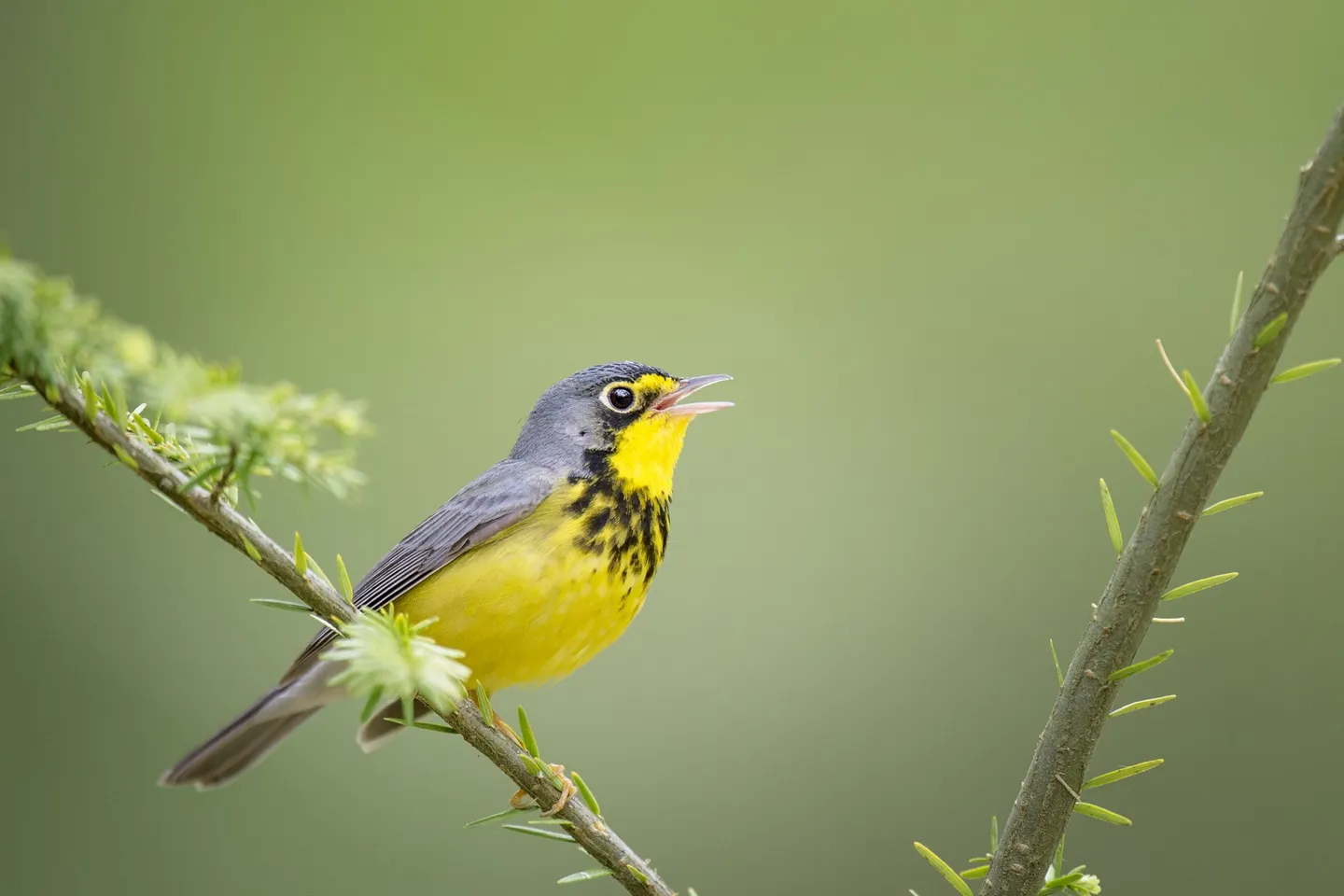 500+ wildlife cams and birdsong recorders deployed​