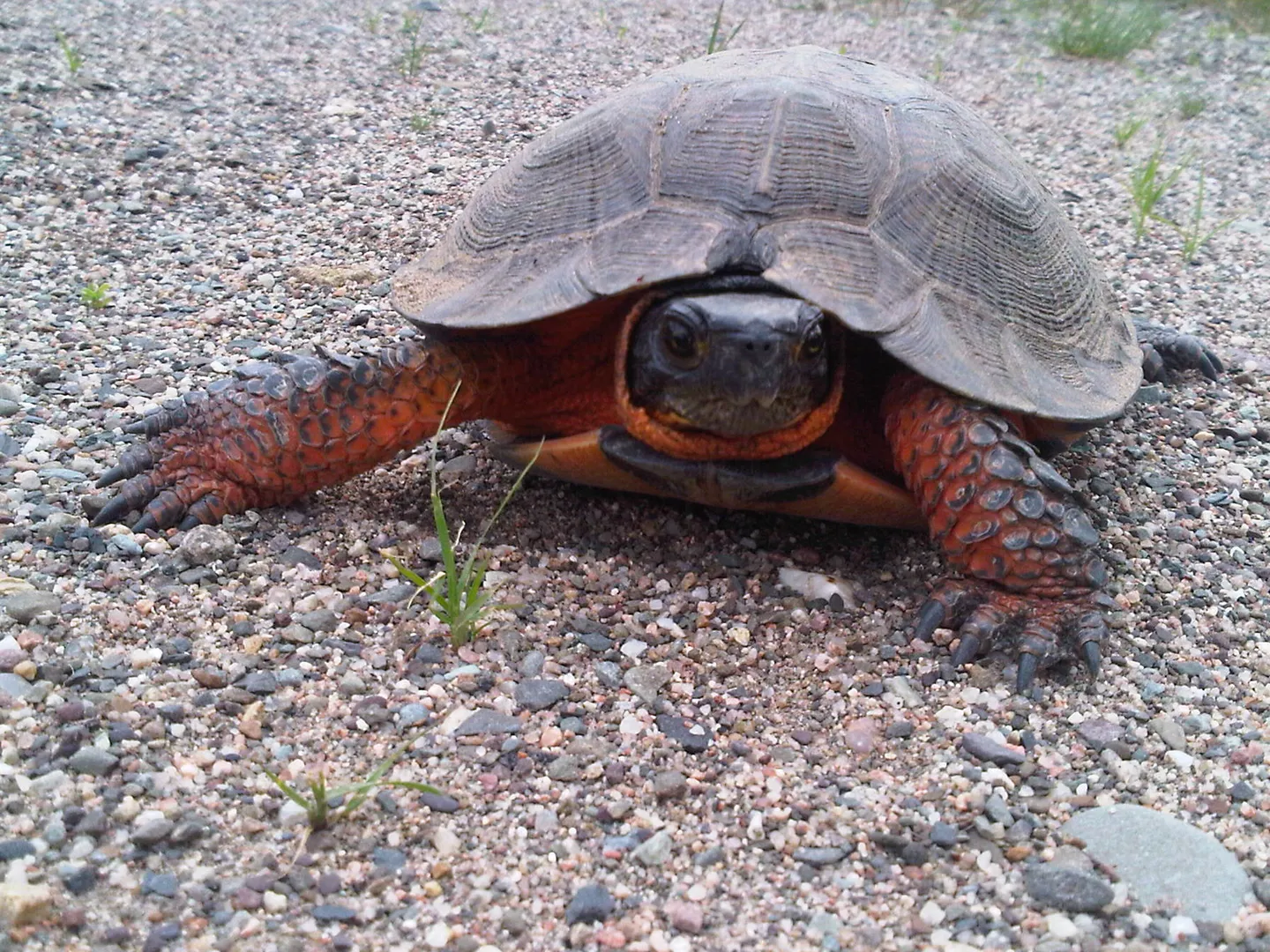 The Perfect Spot for Turtles: Miramichi Region Wood Turtle Habitat (New Brunswick)