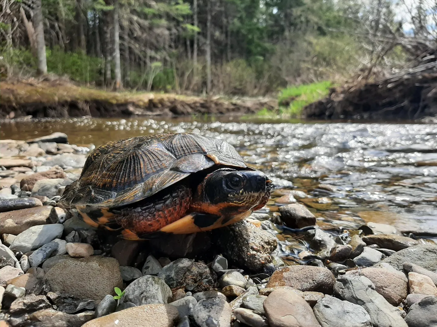 Protecting Wood Turtles