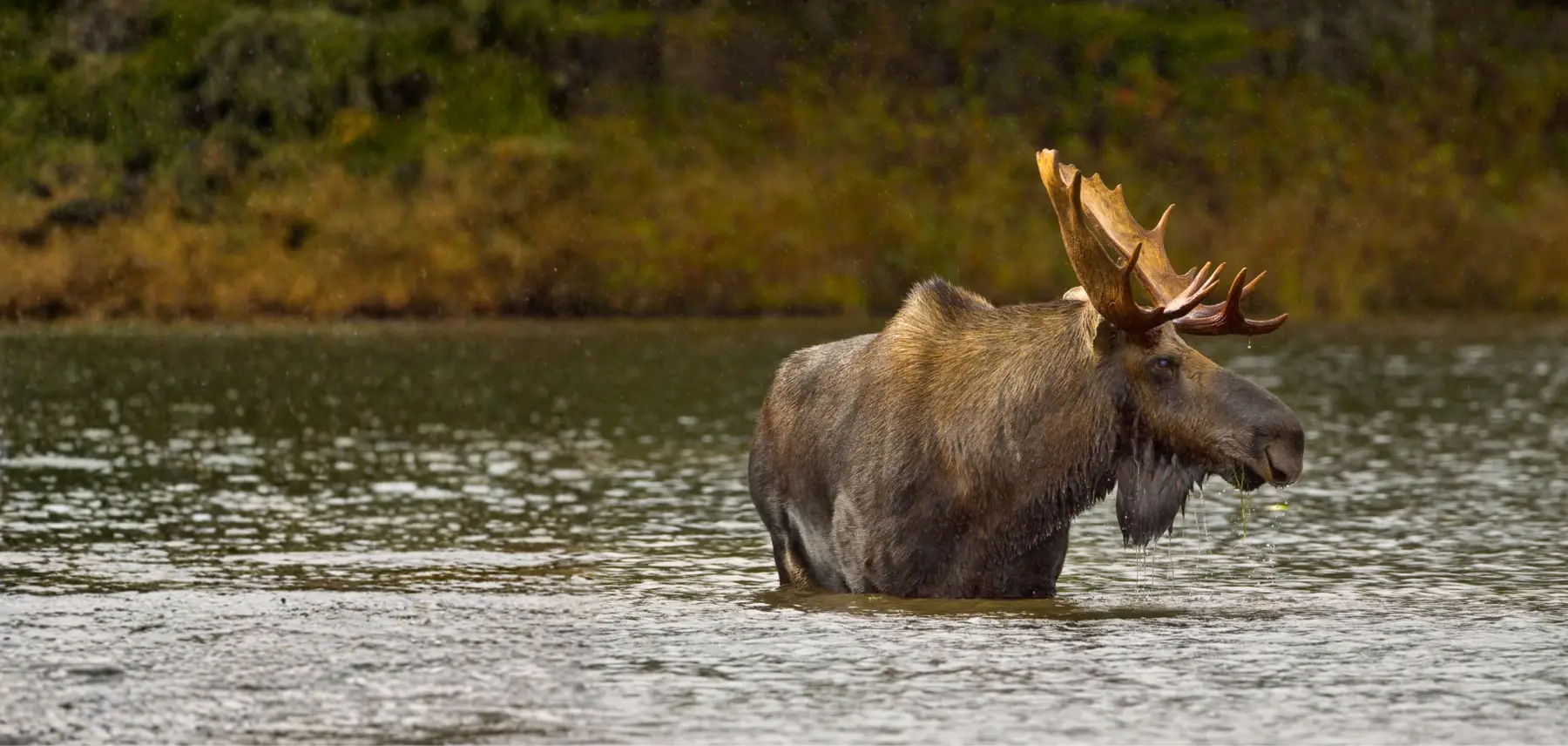 Conservation & Biodiversity