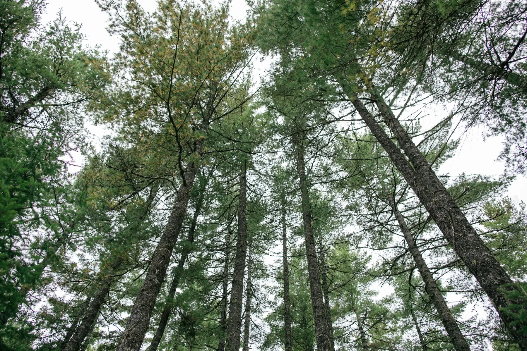Producteurs de bois