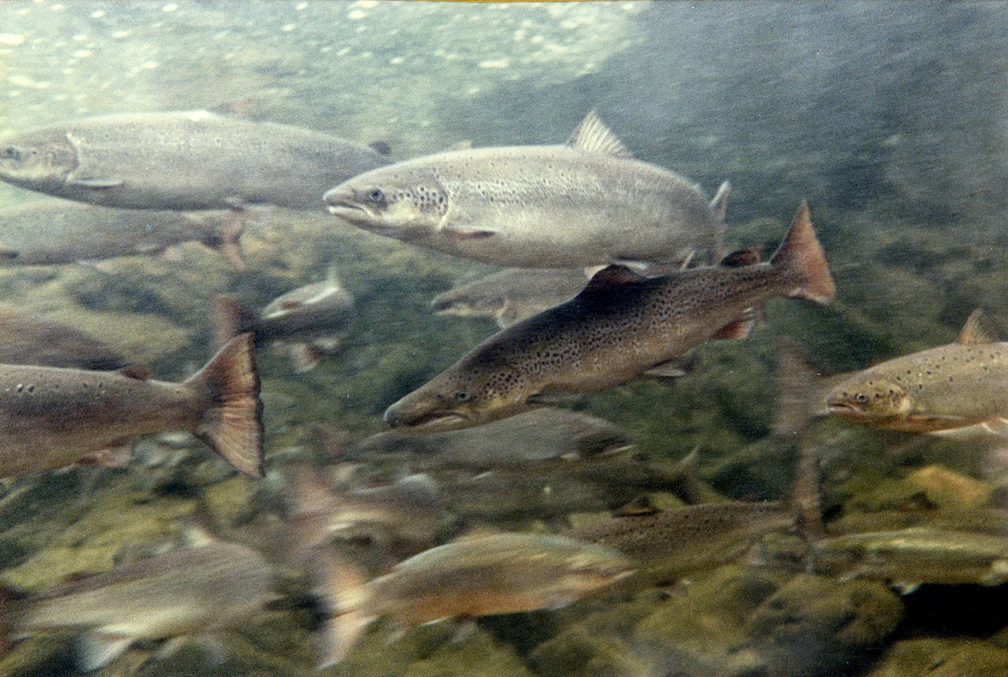 Cool Water Salmon Refuge 