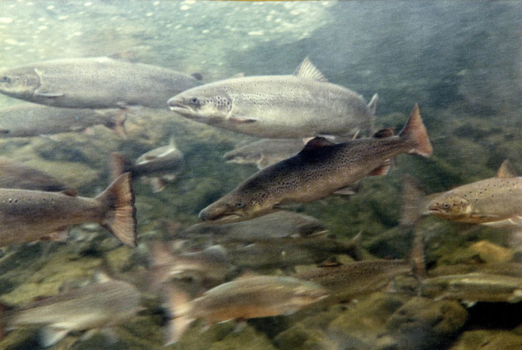 Cool Water Salmon Refuge