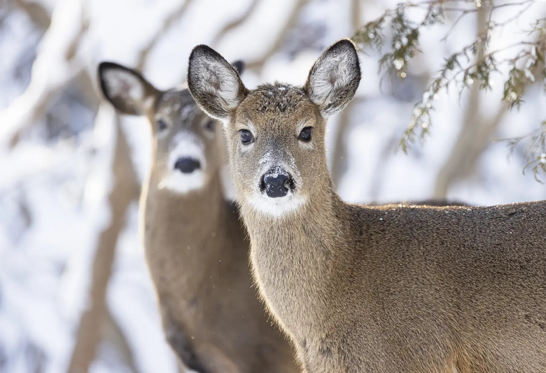 Protecting Deer Habitat