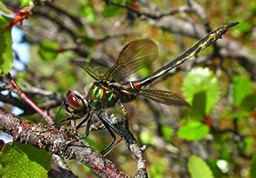 dragonfly_crop