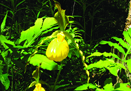 hovey_crop