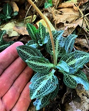 Goodyera_Plant_Small