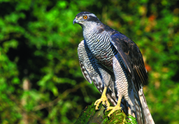 northergoshawk_crop