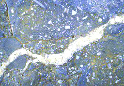 fossil_crop