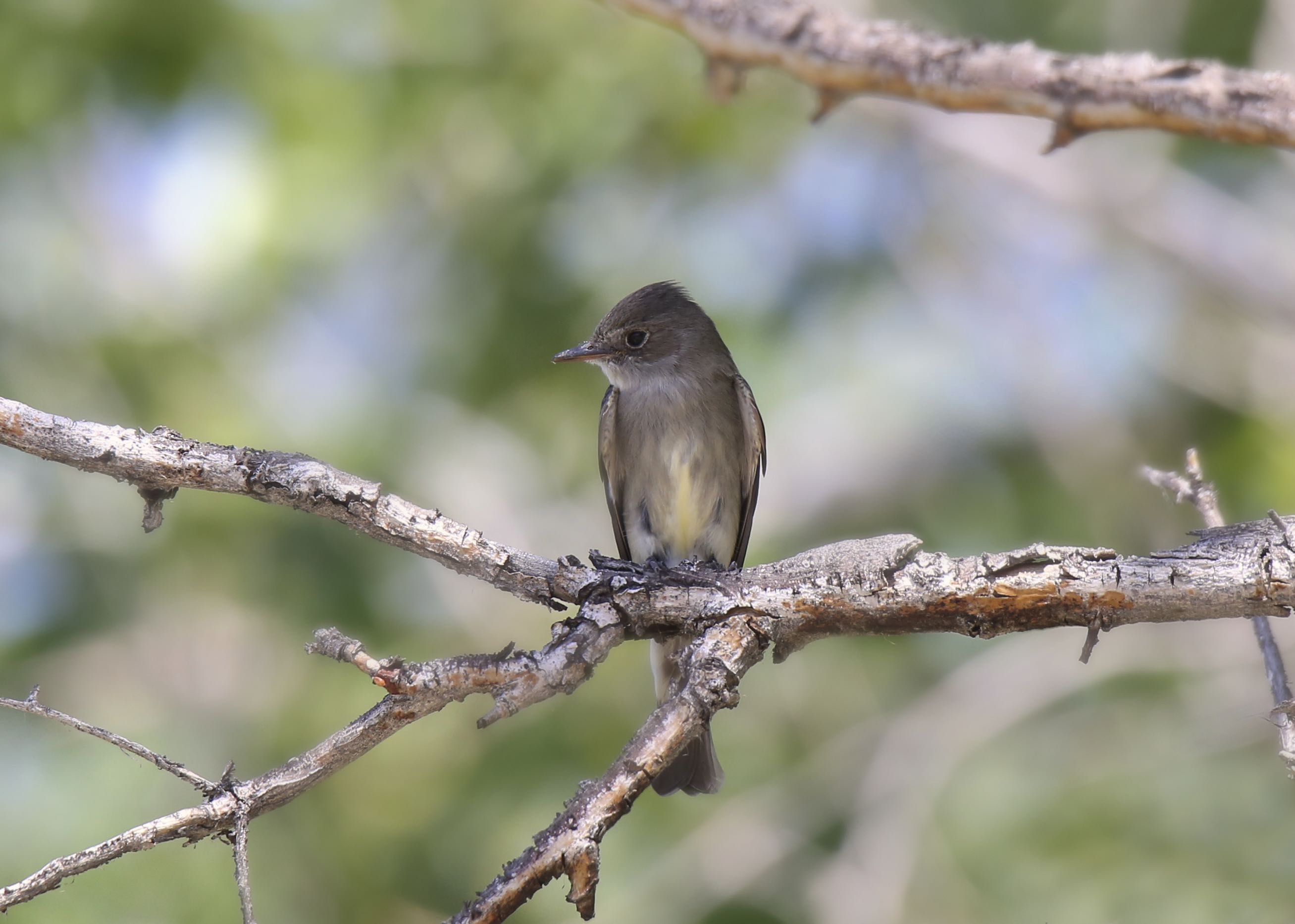 Olive-sided flycatcher icon Olive-sided flycatcher icon