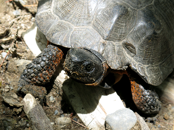 woodturtle