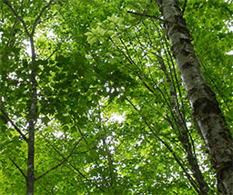 trees_crop